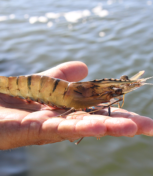 Australian Prawn Farmers Association