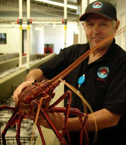 Indian Ocean Rock Lobster